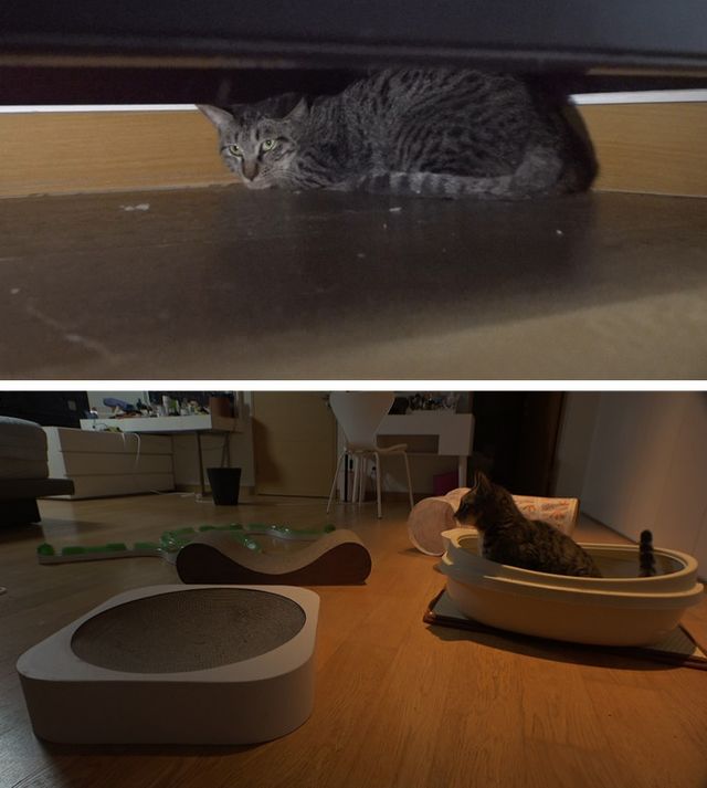 사진=SBS 'TV동물농장'