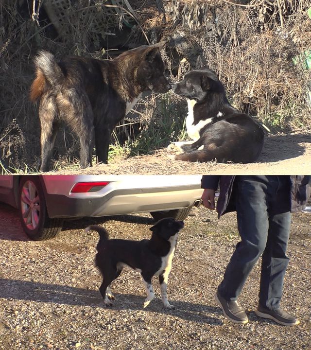 사진=SBS 'TV동물농장'