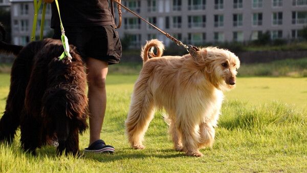 사진=동물극장 단짝