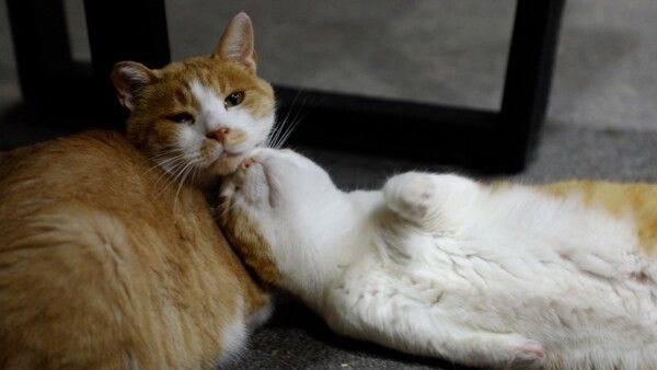 사진=동물극장 단짝