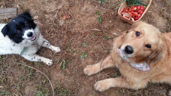 사진=동물극장 단짝