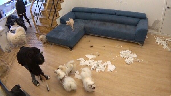 사진=KBS 2TV '개는 훌륭하다'