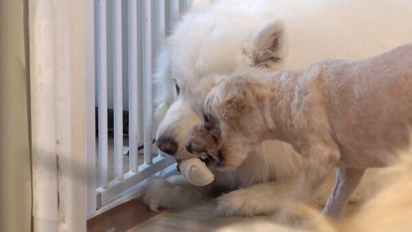 사진=KBS 2TV '개는 훌륭하다'