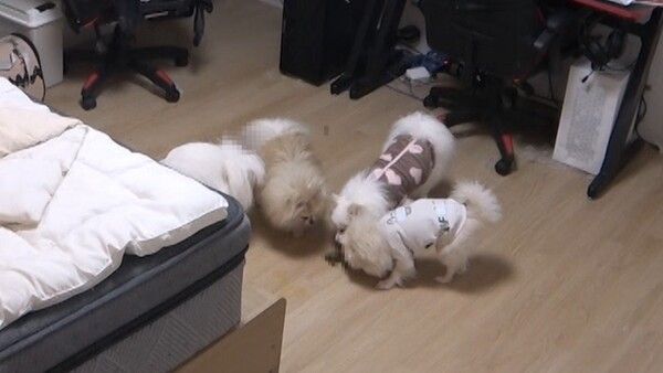 사진=KBS 2TV '개는 훌륭하다'