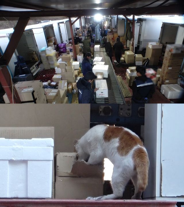 사진=SBS 'TV동물농장'