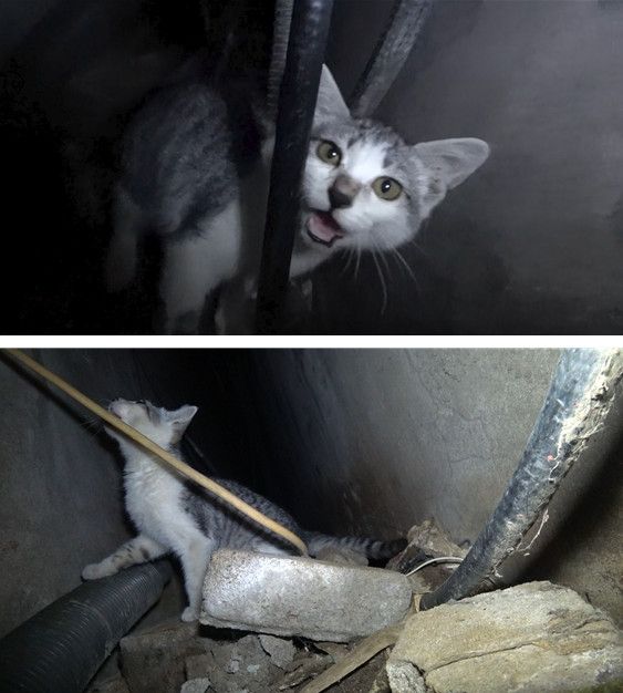 담벼락 아래 새끼 고양이를 구출하려고 했습니다만?. 사진=TV동물농장