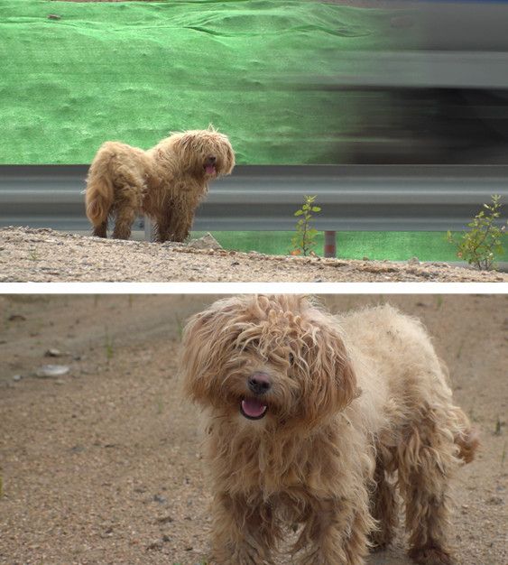 닿을 듯 말 듯, ‘가질 수 없는 너’ 160일간의 기다림은 끝을 맺을 수 있을까?. 사진=TV동물농장