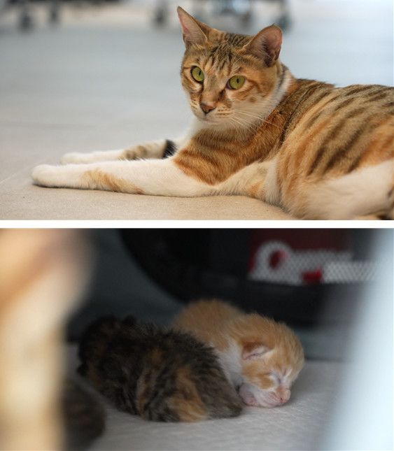 사진=TV동물농장