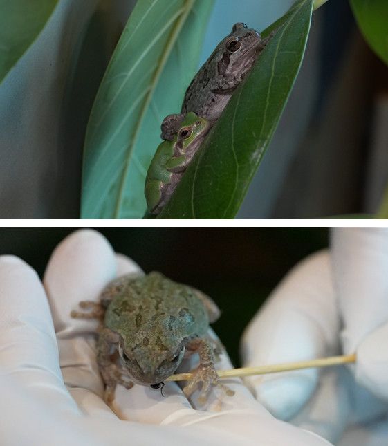 사진=TV동물농장