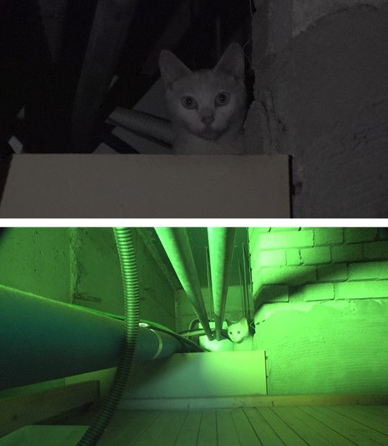 사진=TV동물농장