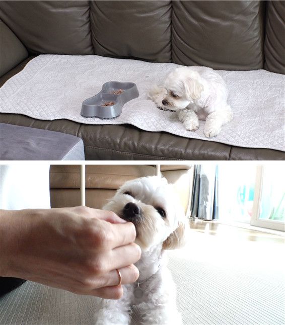 사진=TV 동물농장