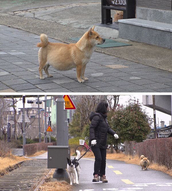 사진=SBS 'TV동물농장'