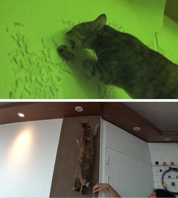 사진=SBS 'TV동물농장'