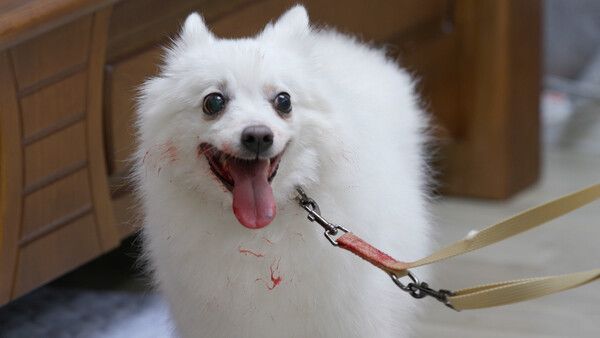 사진=개는 훌륭하다