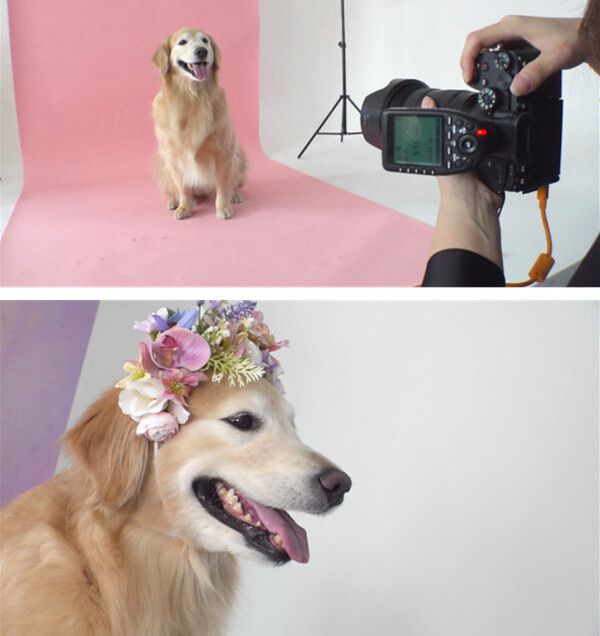 사진=SBS 'TV동물농장'