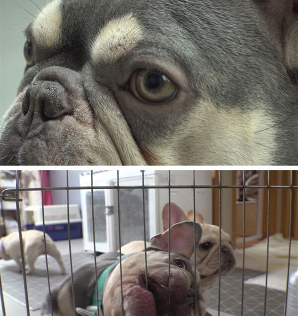 사진=SBS 'TV동물농장'