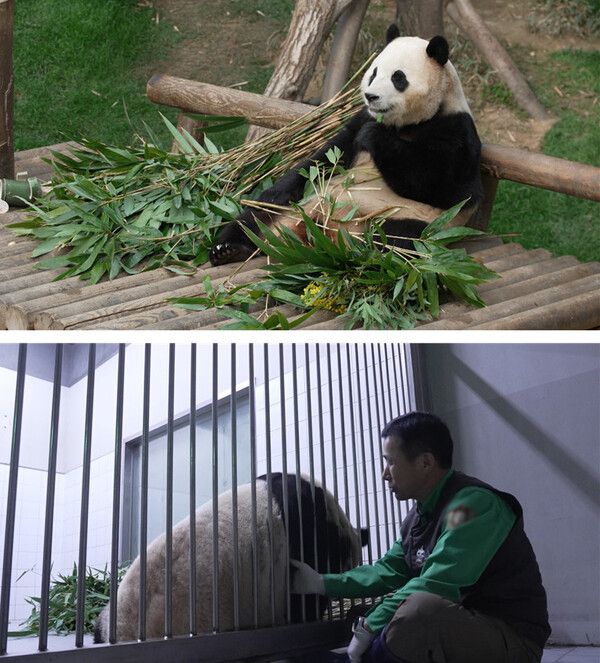 사진=SBS 'TV동물농장'