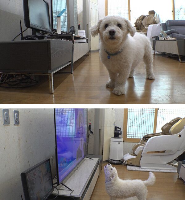 사진=SBS 'TV동물농장'