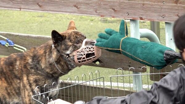 사진=KBS 2TV '개는 훌륭하다'