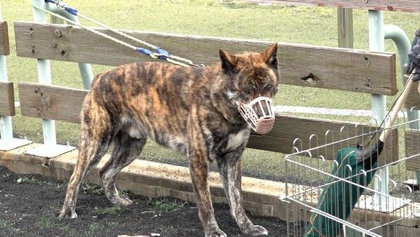 사진=KBS 2TV '개는 훌륭하다'