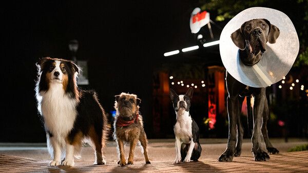 '스트레이스(Strays)'. 사진=넷플릭스