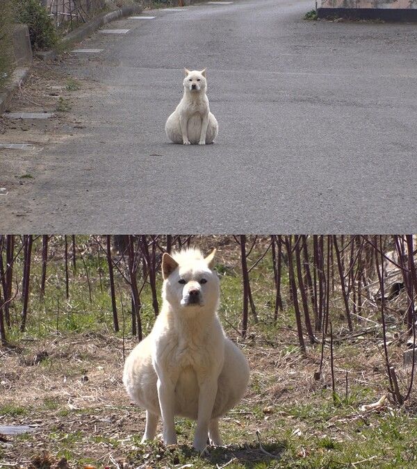 사진= SBS TV동물농장