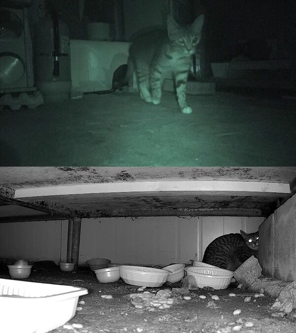 사진= SBS TV동물농장