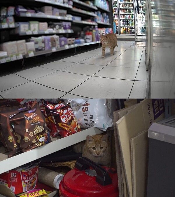 사진=SBS 'TV동물농장'