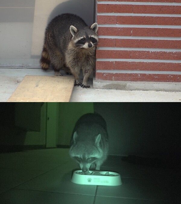 사진=SBS 'TV동물농장'