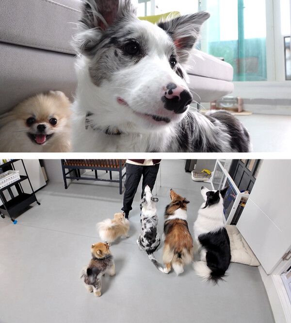 사진=SBS 'TV '동물농장'