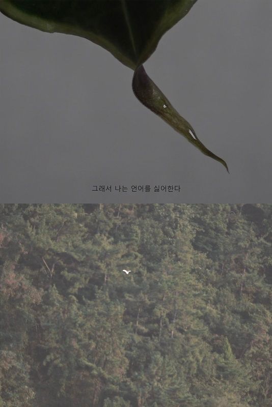 알로카시아의 눈물, 싱글채널비디오, 7분 52초, 2021