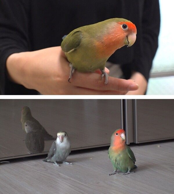 사진=TV동물농장