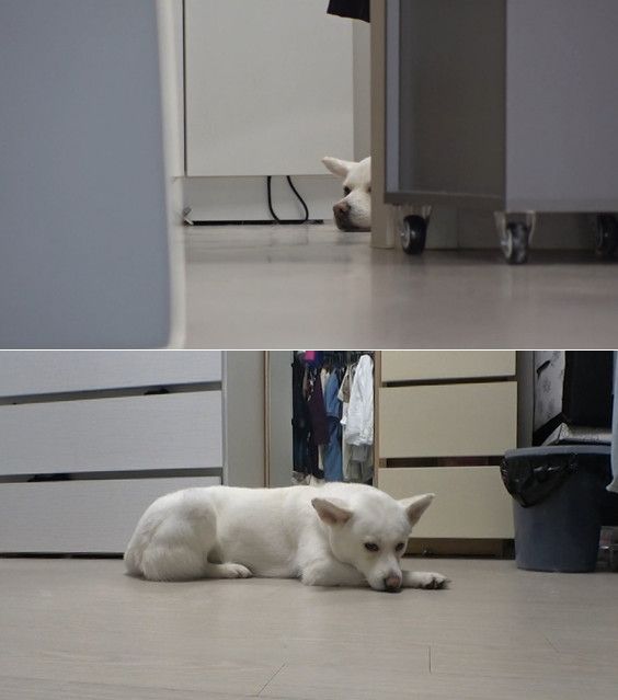 사진=TV동물농장