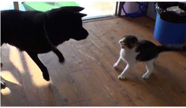 사진=TV동물농장