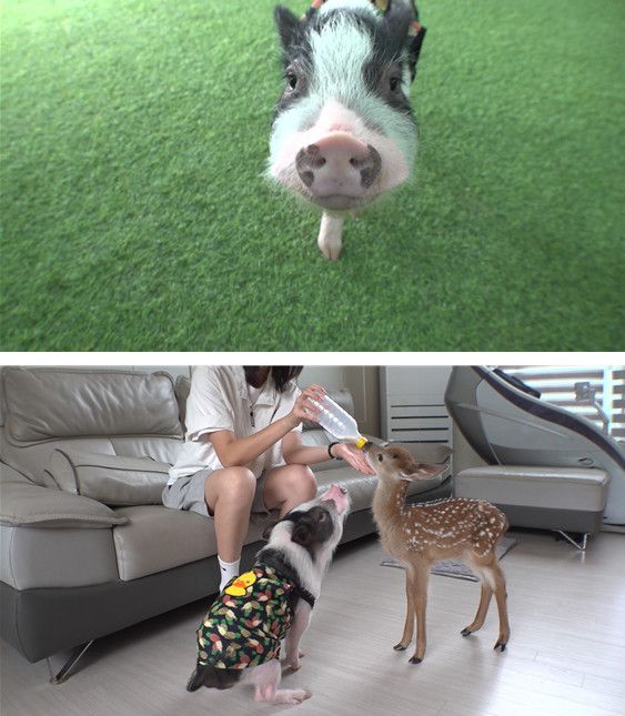 사진=TV동물농장