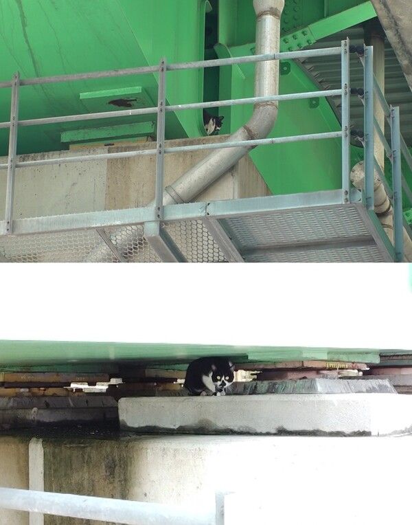 교각 기둥에 고립된 고양이를 구조하라. 사진=TV동물농장