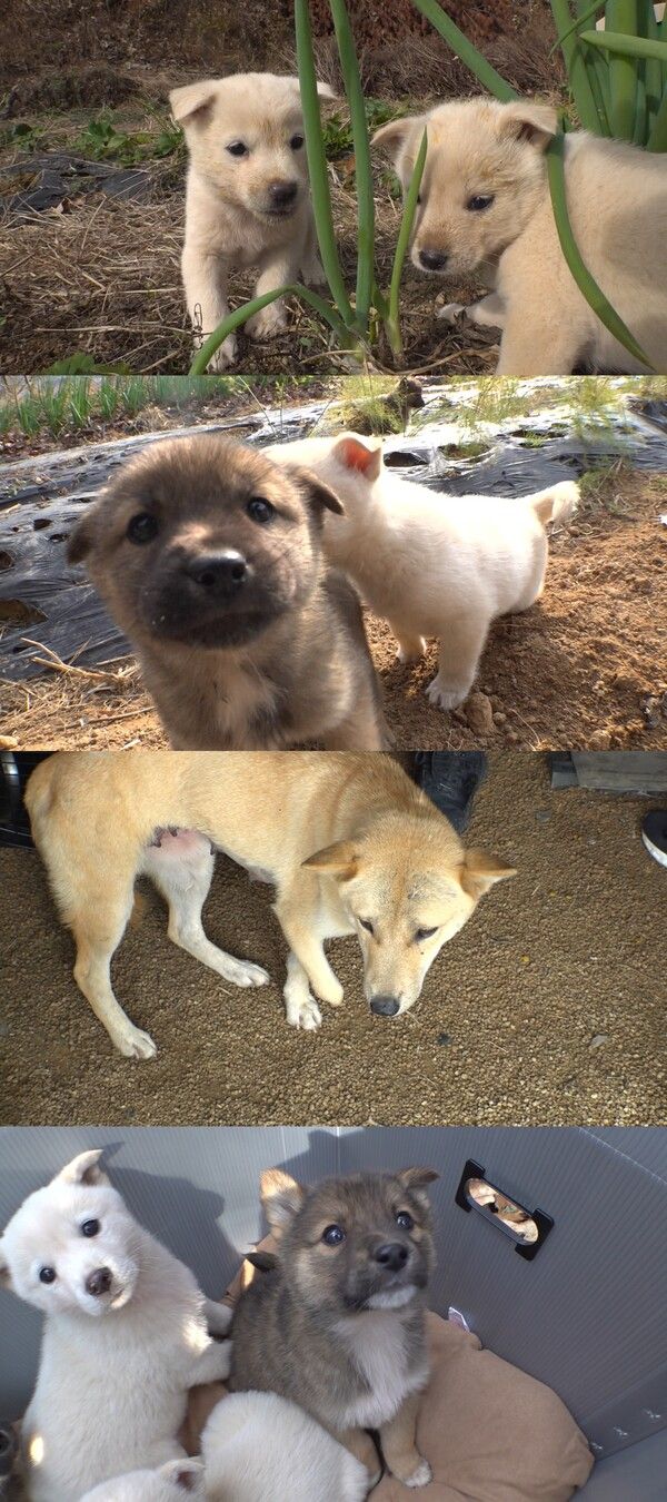 사진=TV동물농장