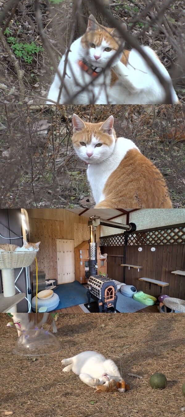 사진=SBS 'TV동물농장'