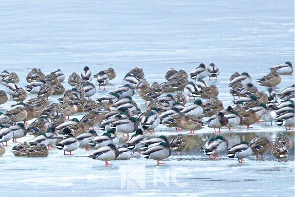 “27 Years of Changes and Conservation Strategies for Korea’s Wintering Waterbirds.” Photo by National Institute of Biological Resources.