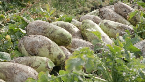 사진=한국인의 밥상