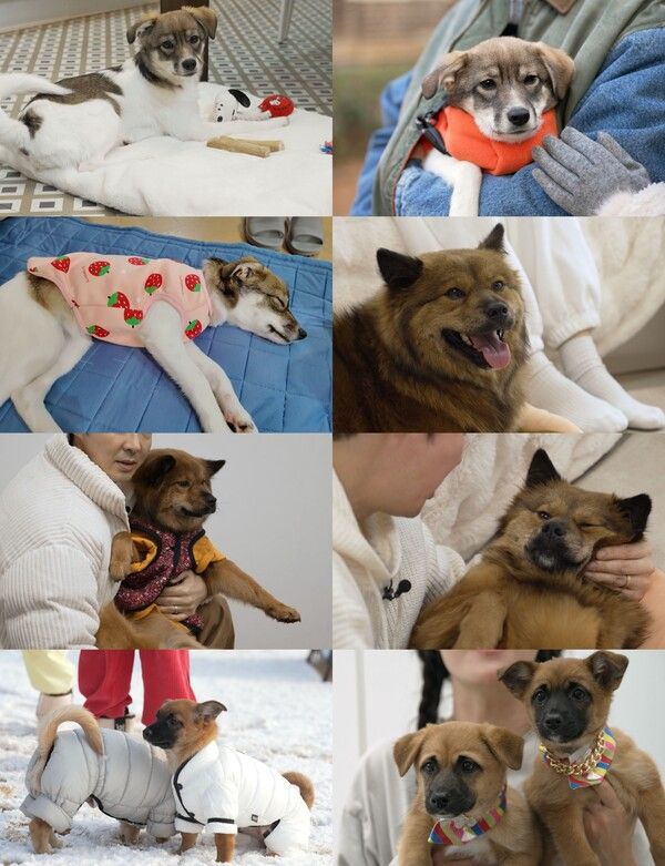 사진=TV동물농장