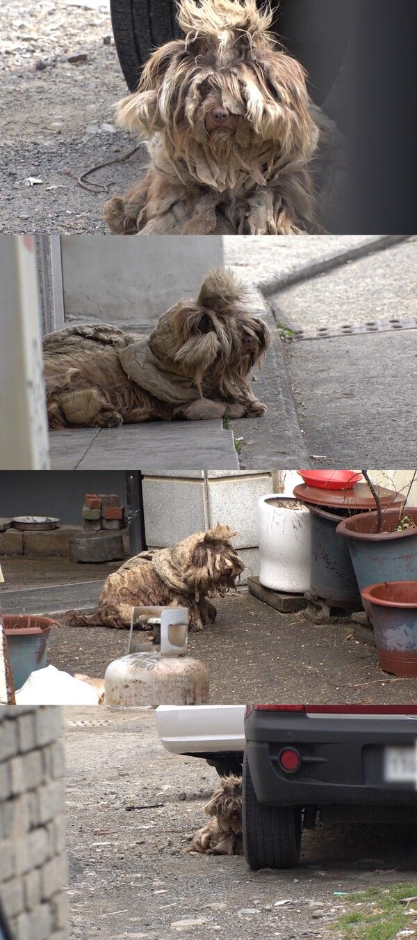 사진=TV 동물농장