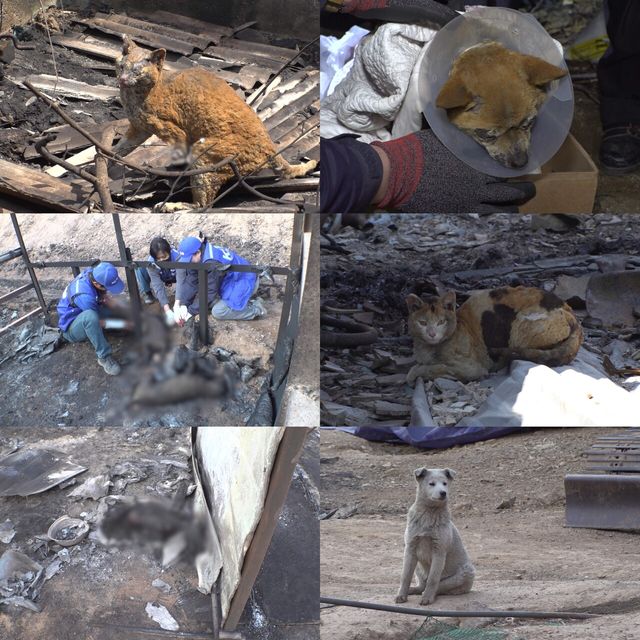 '동물농장'. 사진=SBS