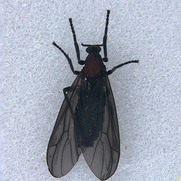 붉은등우단털파리 일명 '러브버그'. 사진=국립산림과학원