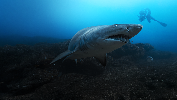 '버티 그레고리의 샤크 클로즈 업'. 사진=디즈니+