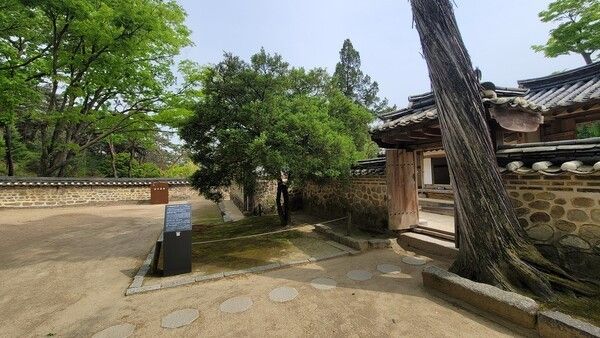 The approximately 300-year-old boxwood tree at Hyojong's Yeongneung, designated a Natural Monument in 2005. Photo courtesy of the Royal Palaces and Tombs Center, Korea Heritage Service.