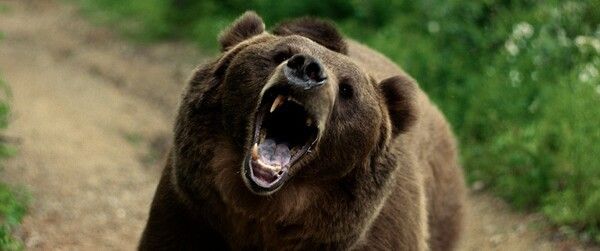 1967 Grizzly Attack. Photo by KINOLIGHTS.