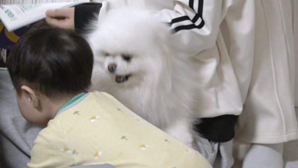 사진=개는 훌륭하다