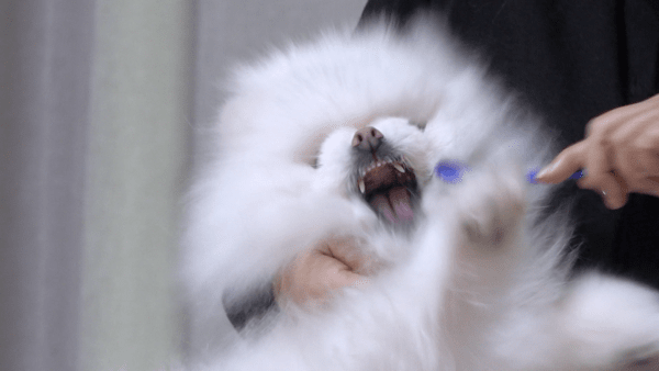 사진=개는 훌륭하다