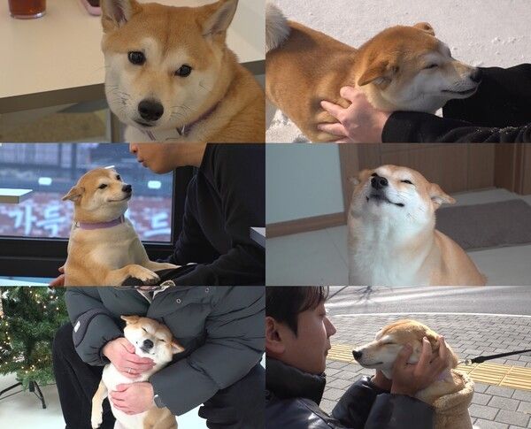 사진=TV 동물농장